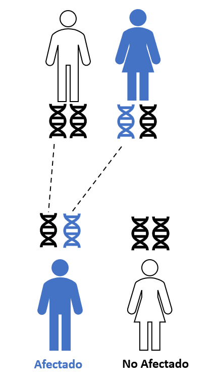 Una figura que muestra la herencia de un rasgo genético dominante. Los pares de genes del padre afectado y no afectado están representados debajo de cada figura. Los pares de genes de los hijos afectados y no afectados están representados sobre cada figura. 