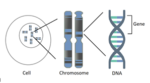 A diagram showing the relationship between a cell, chromosomes, DNA, and genes with labels pointing to each structure.