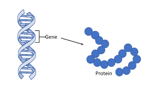 A diagram showing a DNA double helix labeled Gene with an arrow pointing to a chain of blue circles labeled Protein.  Illustrates gene-to-protein relationship.