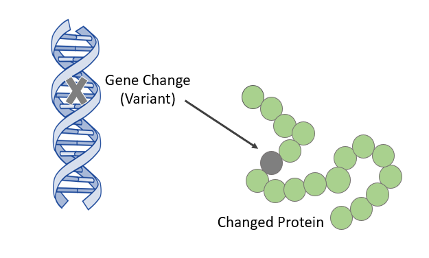 A diagram showing a DNA double helix with an X indicating a gene change (variant), and an arrow pointing to a protein chain with a different colored segment labeled Changed Protein.